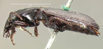 Media type: image;   Entomology 5604 Aspect: habitus lateral view